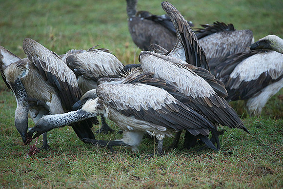 White-backed vulture - Masaï Mara