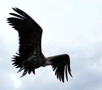 Lappet-faced vulture - Masaï Mara