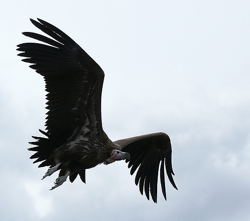 Lappet-faced vulture - Masaï Mara