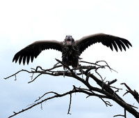Lappet-faced vulture - Masaï Mara