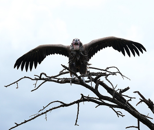 Lappet-faced vulture - Masaï Mara