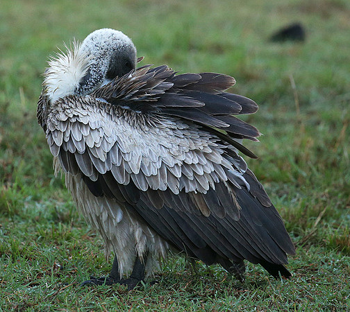 White-backed vulture - Masaï Mara