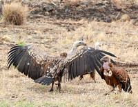 Meru NP