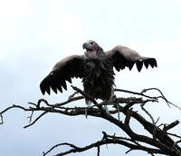 Lappet-faced vulture - Masaï Mara