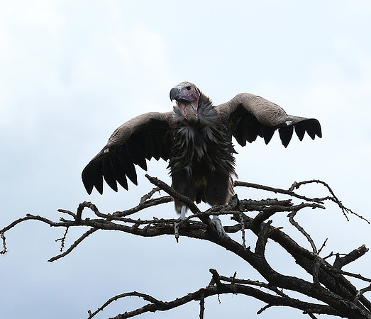 Lappet-faced vulture - Masaï Mara
