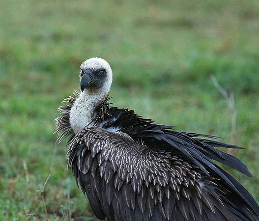 White-backed vulture - Masaï Mara
