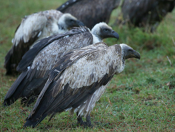 White-backed vulture - Masaï Mara