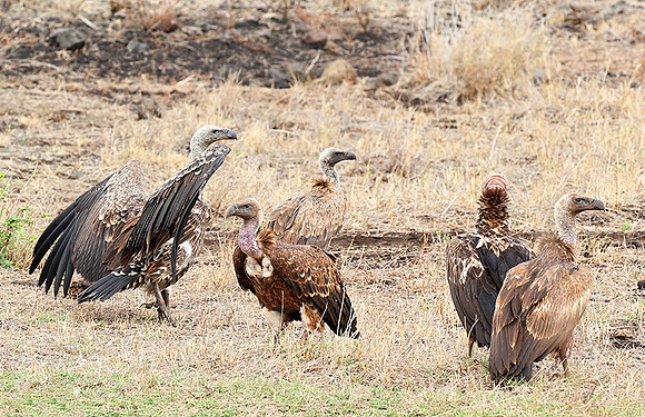 Meru NP