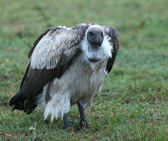 White-backed vulture - Masaï Mara