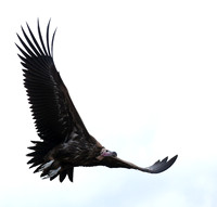 Lappet-faced vulture - Masaï Mara