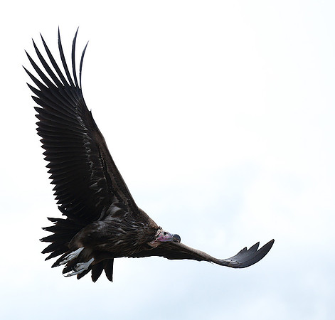 Lappet-faced vulture - Masaï Mara