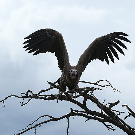 Lappet-faced vulture - Masaï Mara