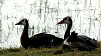 White-faced whistling duck - Amboseli National Park
