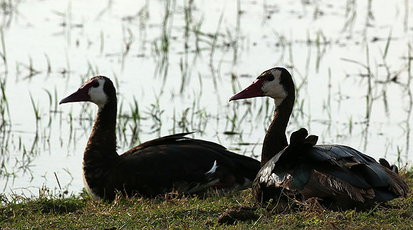 White-faced whistling duck - Amboseli National Park