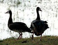 White-faced whistling duck - Amboseli National Park