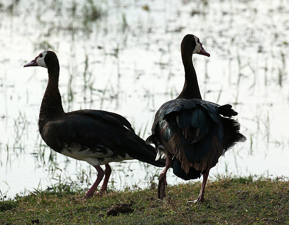 White-faced whistling duck - Amboseli National Park