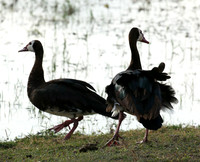 White-faced whistling duck - Amboseli National Park