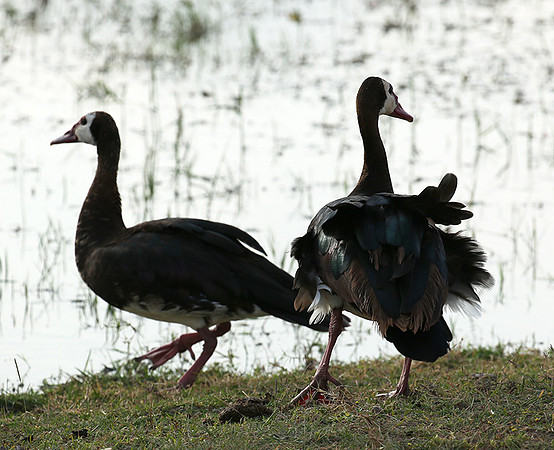 White-faced whistling duck - Amboseli National Park
