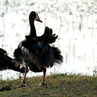 White-faced whistling duck - Amboseli National Park
