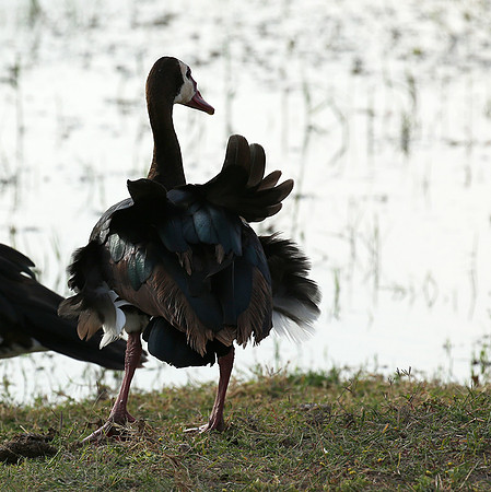White-faced whistling duck - Amboseli National Park
