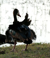White-faced whistling duck - Amboseli National Park