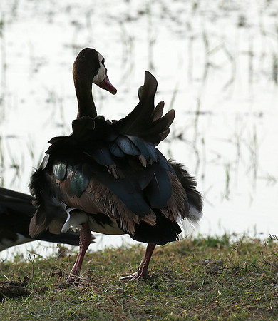 White-faced whistling duck - Amboseli National Park
