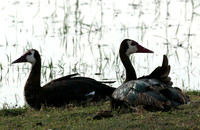 White-faced whistling duck - Amboseli National Park