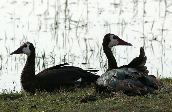 White-faced whistling duck - Amboseli National Park