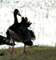 White-faced whistling duck - Amboseli National Park