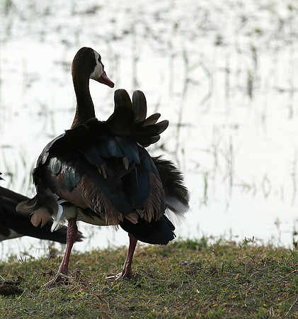 White-faced whistling duck - Amboseli National Park