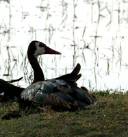 White-faced whistling duck - Amboseli National Park