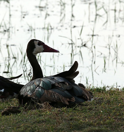 White-faced whistling duck - Amboseli National Park