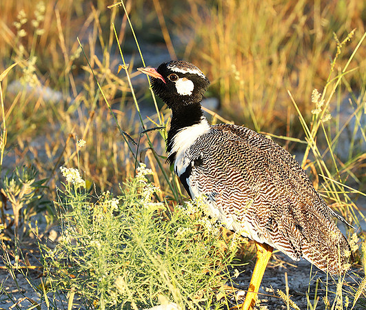 Northern black korhaan (male) - Etosha - Namibia