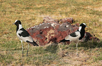 At amboseli National park