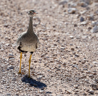 Northern black korhaan (female) - Ongava - Namibia