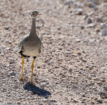 Northern black korhaan (female) - Ongava - Namibia
