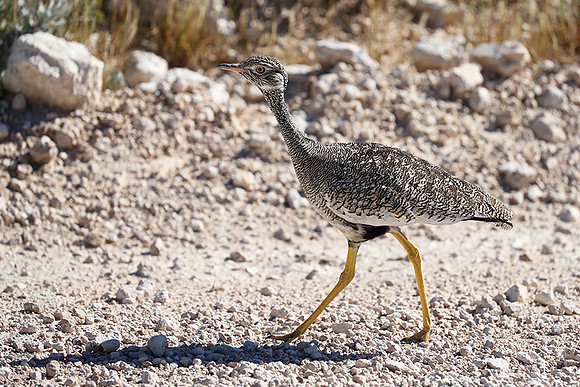 Northern black korhaan (female) - Etosha - Namibia