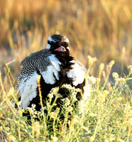 Northern black korhaan (male) - Ongava - Namibia