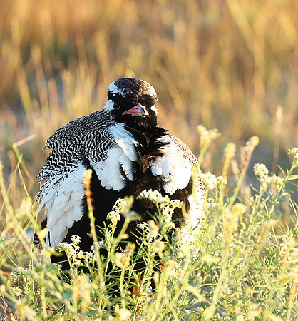 Northern black korhaan (male) - Ongava - Namibia