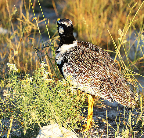Northern black korhaan (male) - Etosha - Namibia