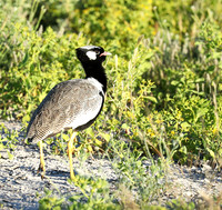 Northern black korhaan (male) - Ongava - Namibia