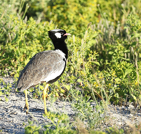 Northern black korhaan (male) - Ongava - Namibia