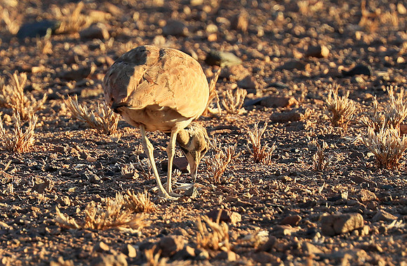 Ruppels korhaan - Sossusvlei