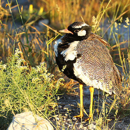 Northern black korhaan (male) - Etosha - Namibia