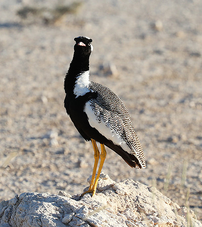 Northern black korhaan (male) - Ongava - Namibia