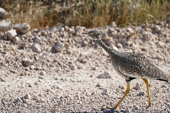 Northern black korhaan (female) - Etosha - Namibia