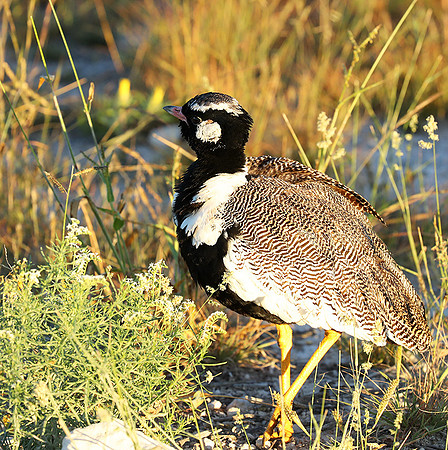 Northern black korhaan (male) - Etosha - Namibia