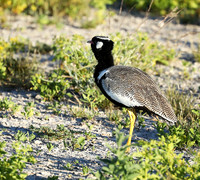 Northern black korhaan (male) - Ongava - Namibia