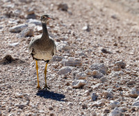 Northern black korhaan (female) - Ongava - Namibia