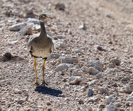Northern black korhaan (female) - Ongava - Namibia